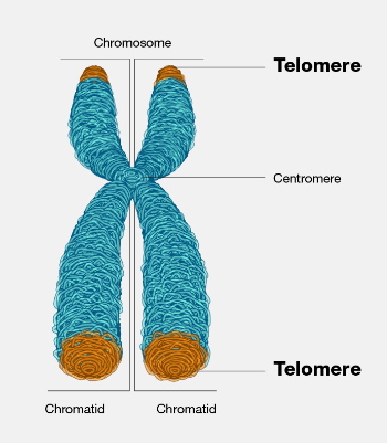 Telomere.png